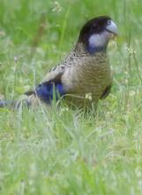 Northern Rosella