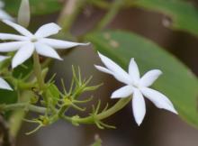 Native Jasmine