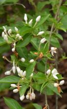 Native Jasmine