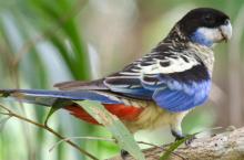 Northern Rosella