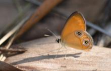 Orange Ringlet