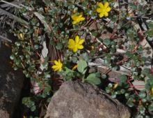 Portulaca bicolor