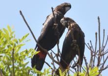 Red-tailed Black-cockatoo pair