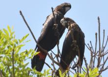 Red-tailed Black-cockatoo pair
