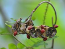 Red Bead Tree seeds