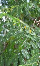 Red Bead Tree