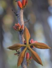 Red-flowered Kurrajong