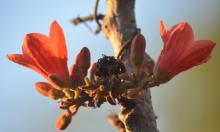 Red-flowered Kurrajong