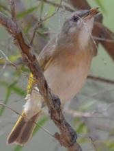 Rufous-banded Honeyeater