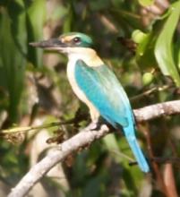 Sacred Kingfisher