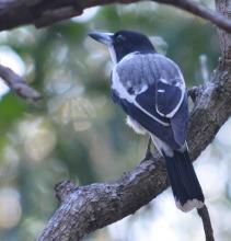 Silver-backed Butcherbird