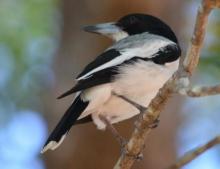 Silver-backed Butcherbird