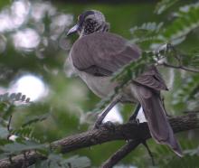 Silver-crowned Friarbird