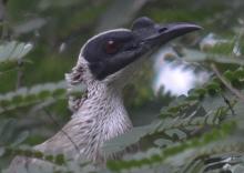 Silver-crowned Friarbird