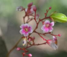 Averrhoa carambola