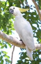 Sulphur-crested Cockatoo