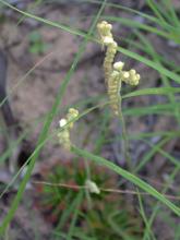 Drosera brevicornis