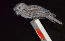 Tawny Frogmouth