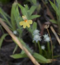 Utricularia chrysantha