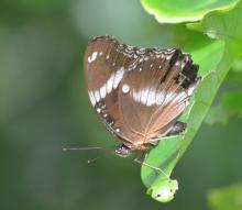 Varied Eggfly_male