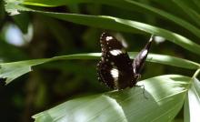 Varied Eggfly_male