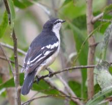 Varied Triller male