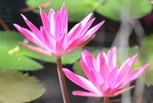 Water Lily