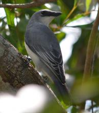 White-bellied Cuckoo-shrike (female)