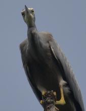 White-faced Heron