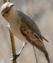 White-winged Triller