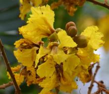 Yellow Flame Tree