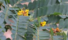 Yellow Flame Tree