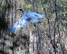 Australian White Ibis