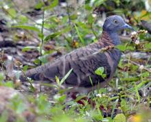 Bar-shouldered Dove