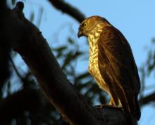 Brown Goshawk