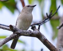 Brown Whistler