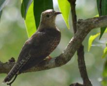 Brush Cuckoo