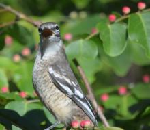 Varied Triller female