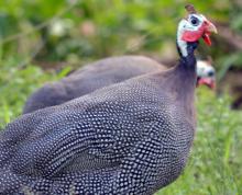 Helmeted Guineafowl