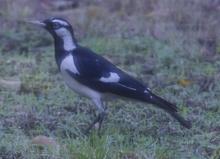 Magpie-lark