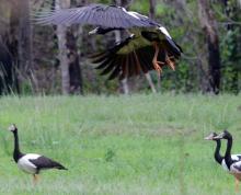 Magpie Goose