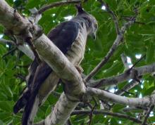 Pacific Baza