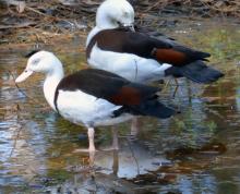 Radjah Shelduck