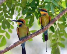 Rainbow Bee-eater