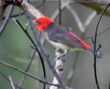 Red-headed Honeyeater