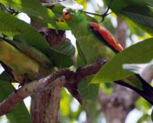 Red-winged Parrot