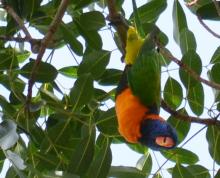 Red-collared Lorikeet