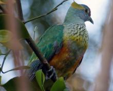 Rose-crowned Fruit-dove