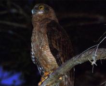 Rufous Owl