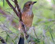 Rufous Whistler